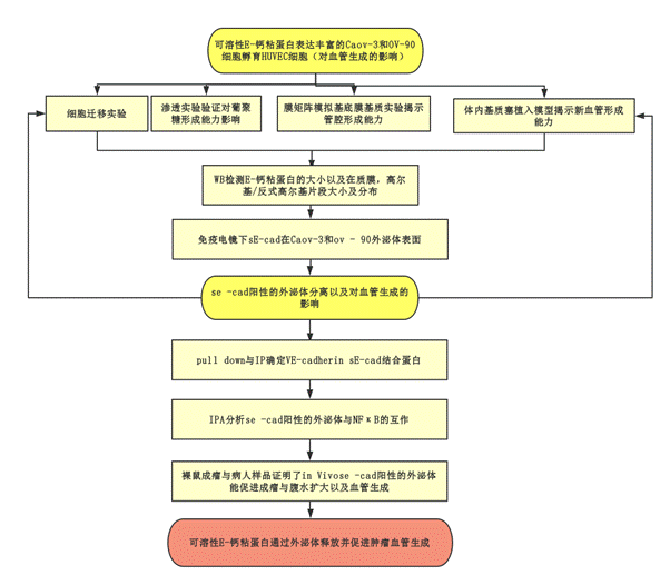 可溶性E-钙粘蛋白通过外泌体释放并促进肿瘤血管生成